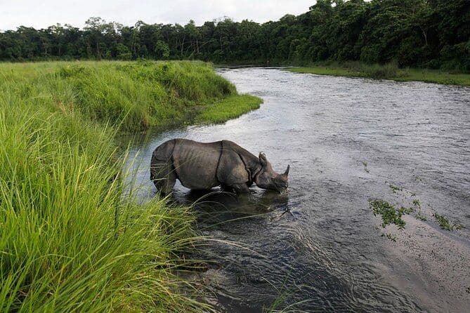 Forfait safari dans la jungle du parc national de Chitwan de 3 jours avec prise en charge