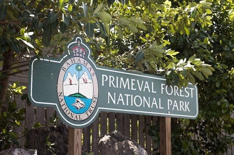 Visite guidée à pied de la nature primitive dans le parc national de Primeval Forest