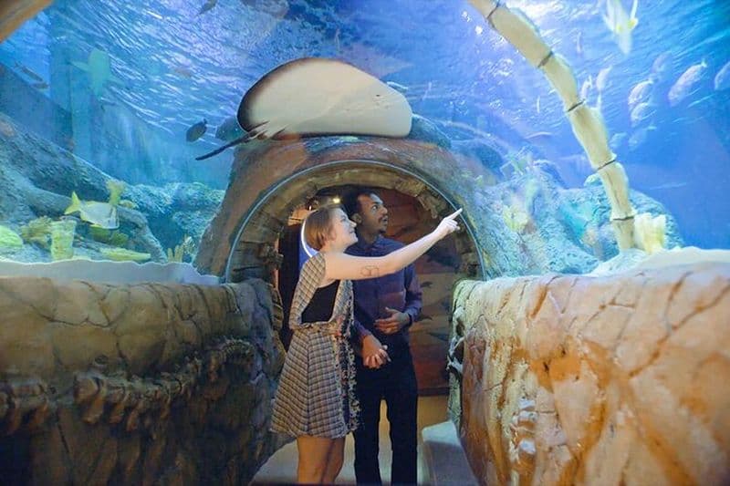 Billet d'entrée à l'aquarium SEA LIFE du Michigan