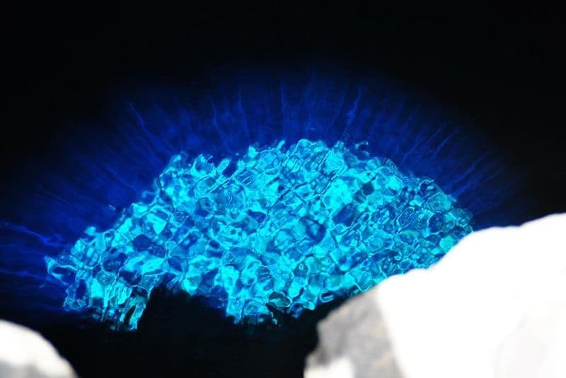 Excursion d'une demi-journée sur l'île de Sal avec expérience des requins au départ de Santa Maria