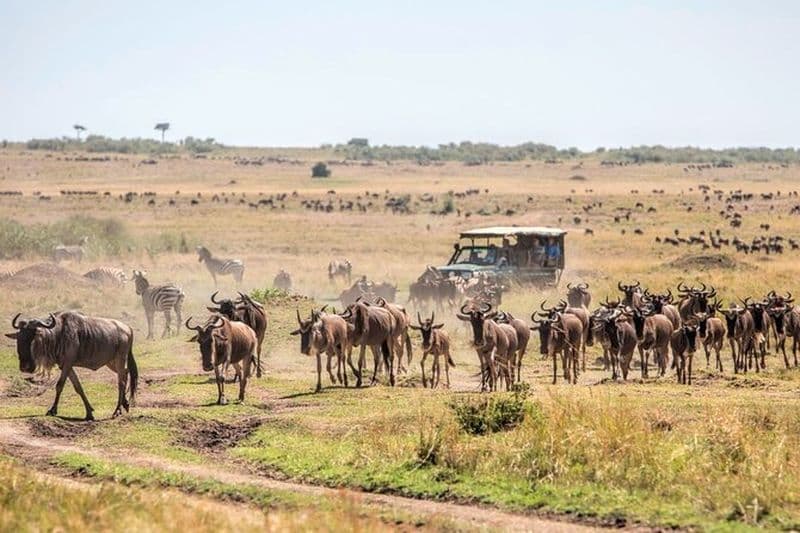 Safari privé de 6 jours en croisière terrestre à Masai Mara, Nakuru et Amboseli