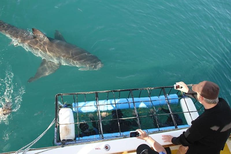 Plongée dans la cage de requin et visites d'observation à Gansbaai