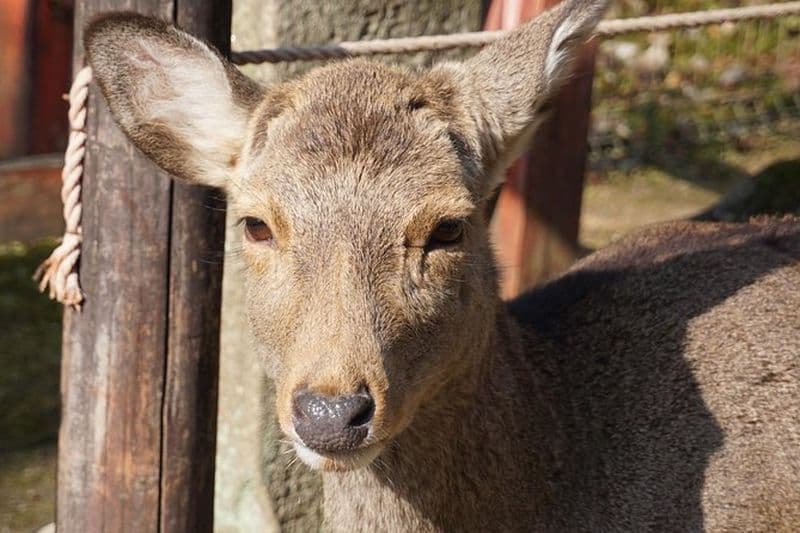 Visite à pied des oiseaux paresseux de Nara Todaiji