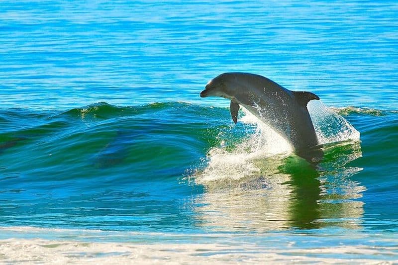 Maison des dauphins et 2 arrêts de plongée en apnée - Aventure ultime - Hurghada