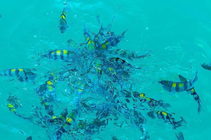 1 heure de Safari océanique Exploration de la faune à Waikiki