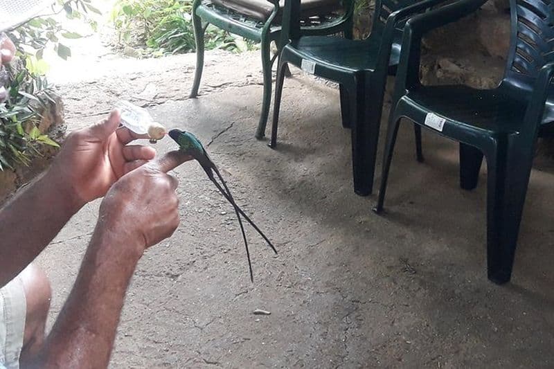 Visite privée du refuge d'oiseaux Rockland au départ de Montego Bay