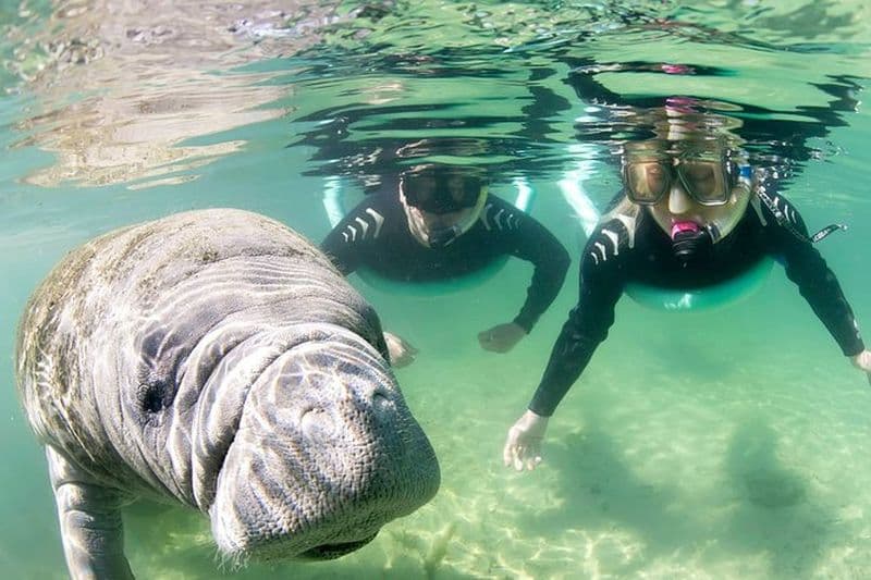 Excursion en petit groupe avec tuba Manatee