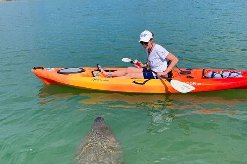 Visite guidée en kayak du tunnel de la mangrove de Sarasota