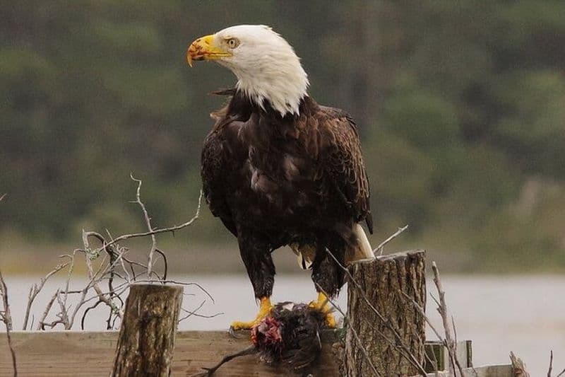 Excursion en bateau d'observation des oiseaux à Chincoteague et Assateague