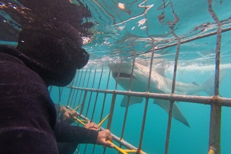 Excursion en cage aux requins au départ du Cap