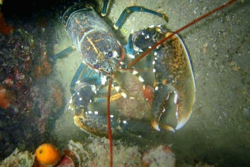 Essayez la plongée sous-marine au meilleur récif de Slovénie