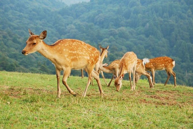 Nara: Randonnée sur le mont Wakakusa et rencontre sauvage, cerf en liberté