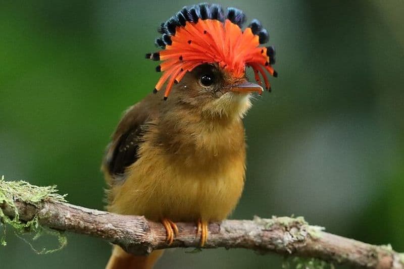 Observation des oiseaux, randonnée dans la forêt tropicale atlantique, écotourisme São Paulo