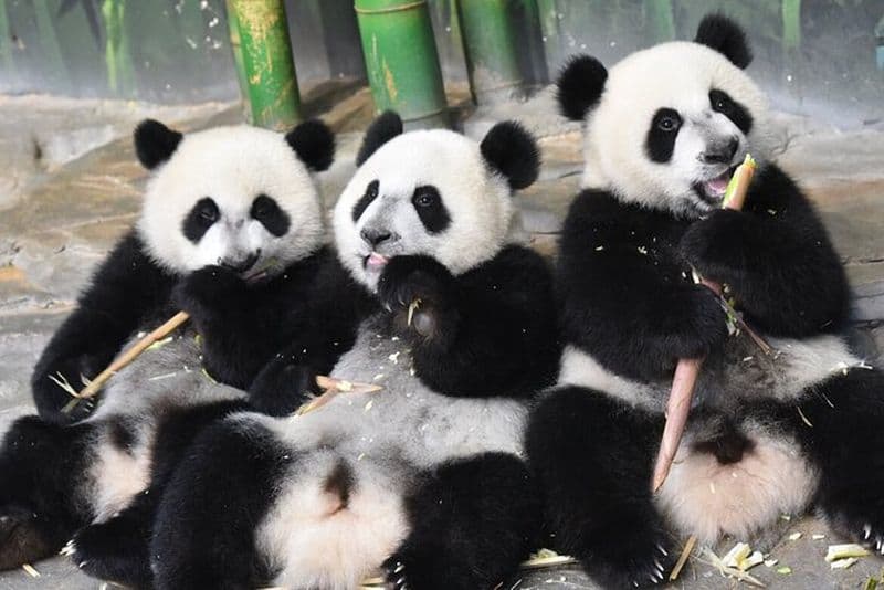 Parc safari Chimelong de Canton