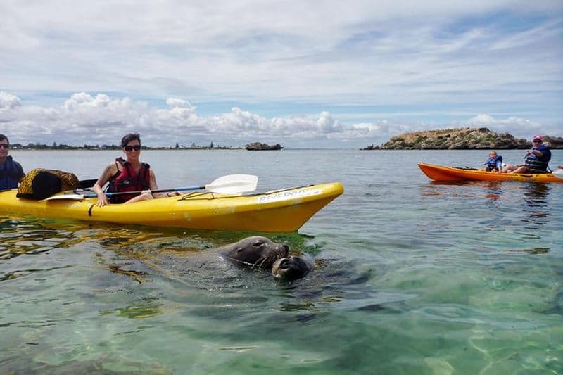 Excursion en kayak de mer dans les îles des phoques et des pingouins ou au Point Peron