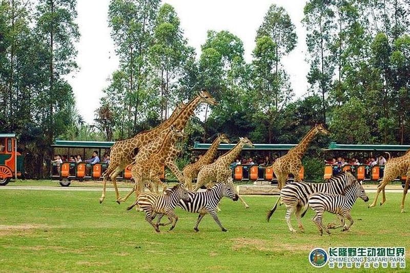 Excursion privée d'une journée à Guangzhou au parc de safari de Chimelong