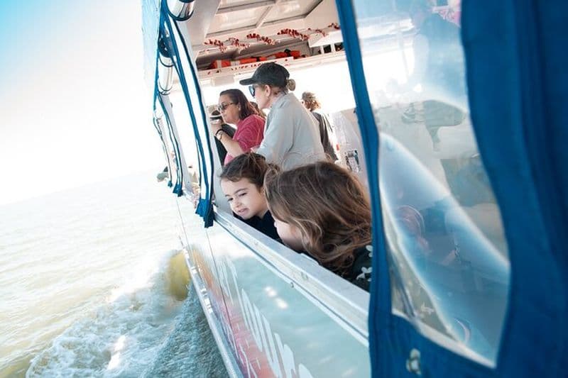Aventure des dauphins et de la faune de Saint-Augustin