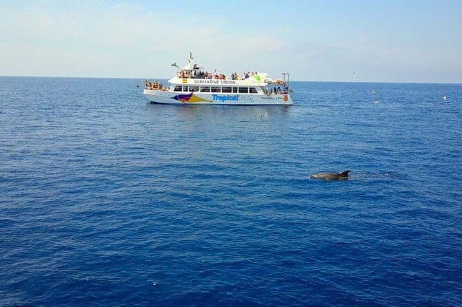 Observation des dauphins à Majorque