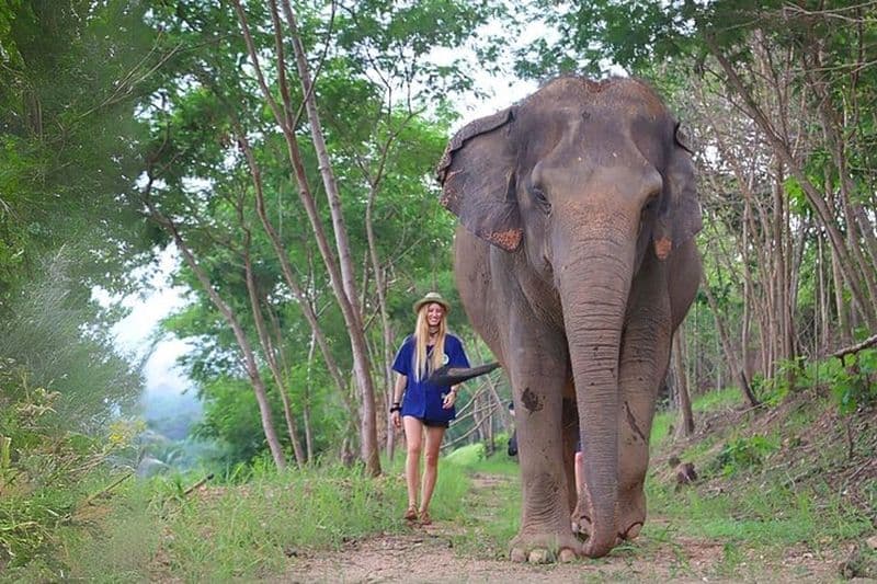 Billet Visite éthique du sanctuaire des éléphants au départ de Bangkok et Pattaya