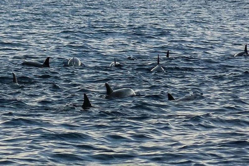 Bohol: excursion d'observation des dauphins et des baleines sur l'île de Pamilacan