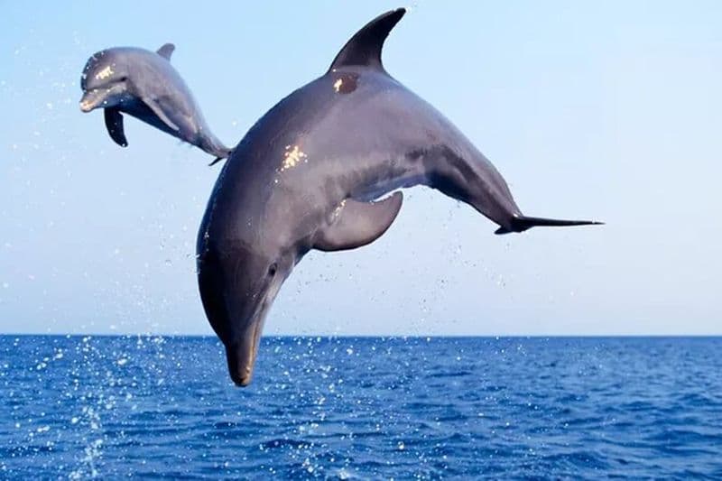 Observation privée des dauphins et excursion en bateau au coucher du soleil Port Aransas Texas