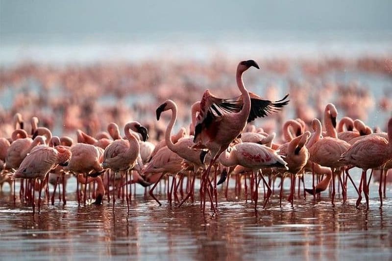 Safari d'observation des oiseaux de 3 jours: lac Bogoria, lac Naivasha et parc du lac Nakuru