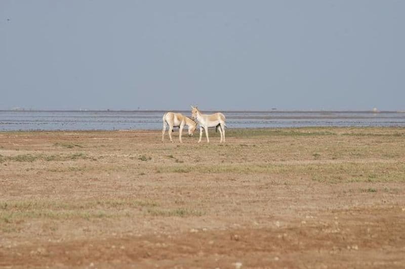 Une visite à l'âne sauvage indien rare - un safari en jeep