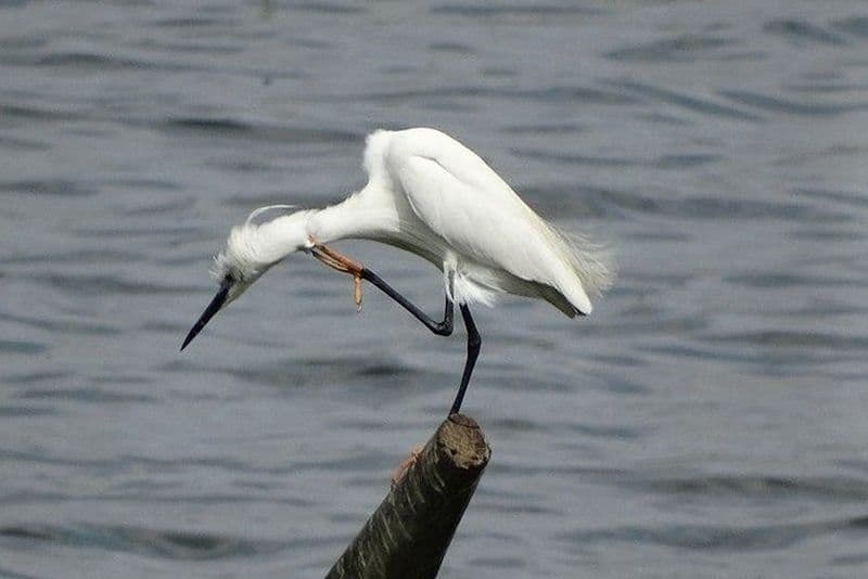 Excursion au sanctuaire d'oiseaux de Karnala à Mumbai avec brunch