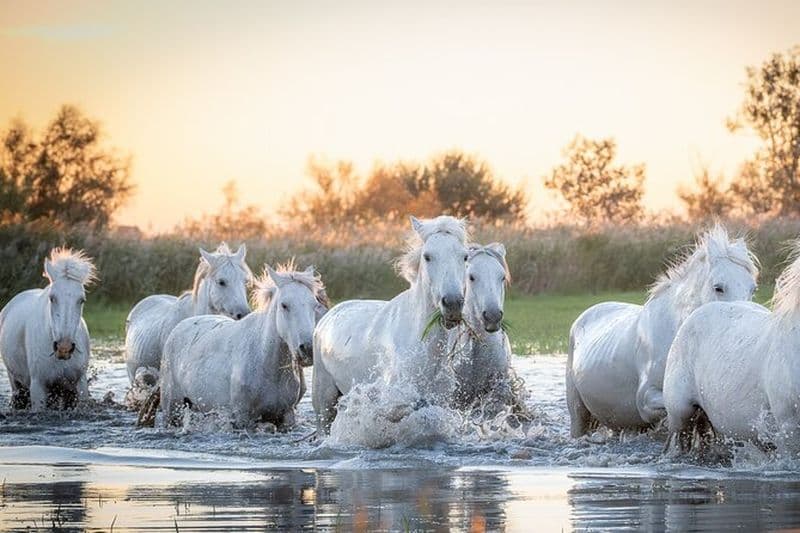 Atelier Photos des Chevaux Camargue dans les Marais