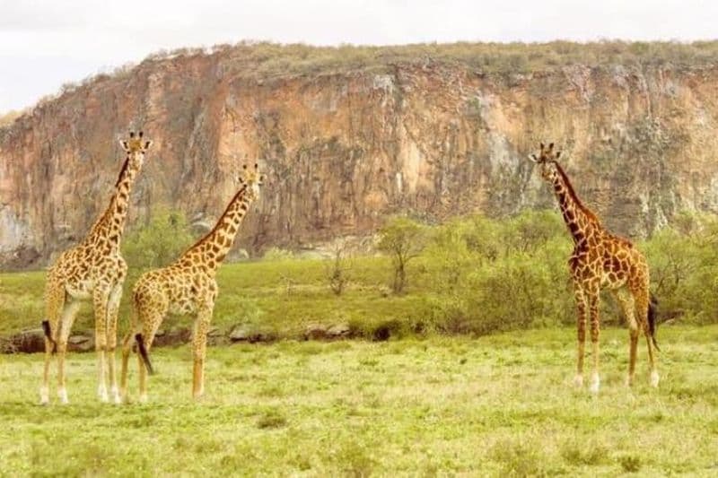 Billet Visite du parc Hell’s Gate et balade à cheval à Sanctuary Farm