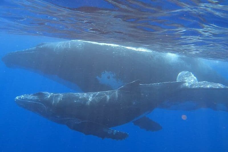 Observer et Nager avec des Baleines à Tahiti