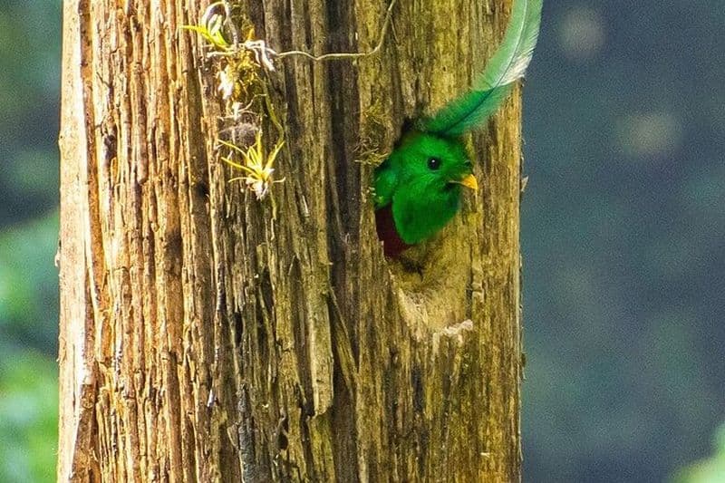 Aventure d'observation des oiseaux Quetzal Quest au belvédère de Rey Tepepul