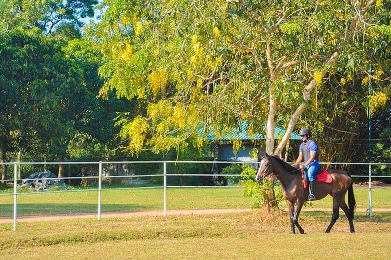 Équitation pour les professionnels à Dambulla