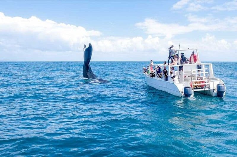 Excursion d'une journée complète d'observation des baleines dans la baie de Samana au départ de Cabeza de Toro