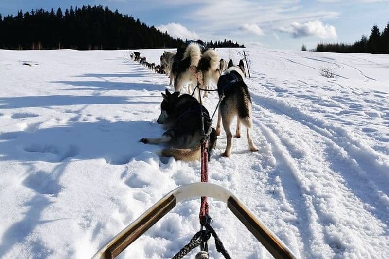 Visite privée d'une heure et demie en traîneau à chiens dans le comté de Harghita
