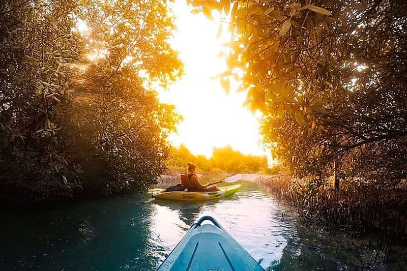Kayak dans la mangrove Abu Dhabi