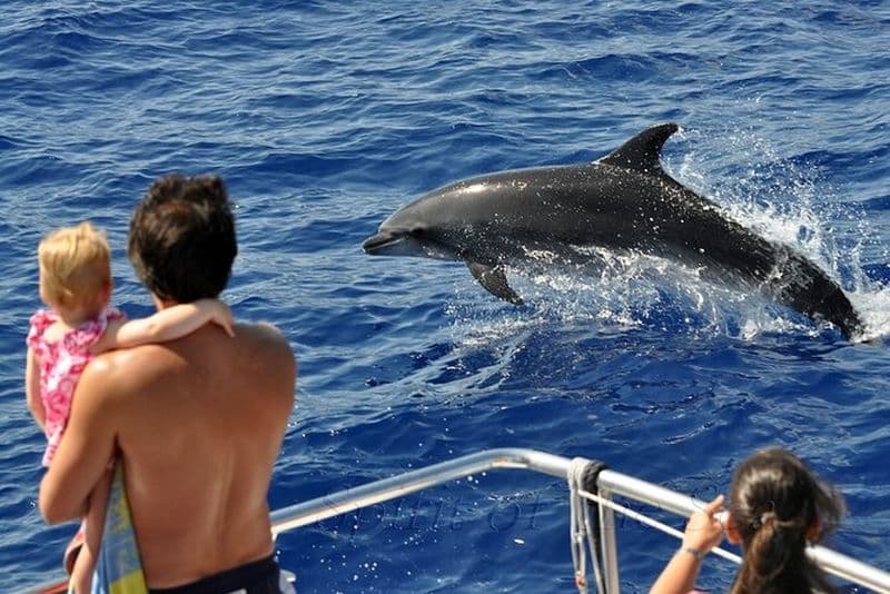 Esprit de la Mer : Observation des baleines à Gran Canaria