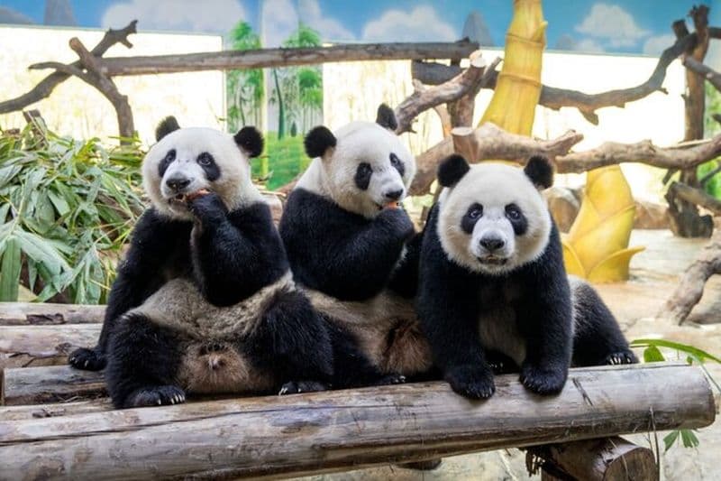 Découvrez la visite privée du parc safari et du cirque Panda Guangzhou Chimelong