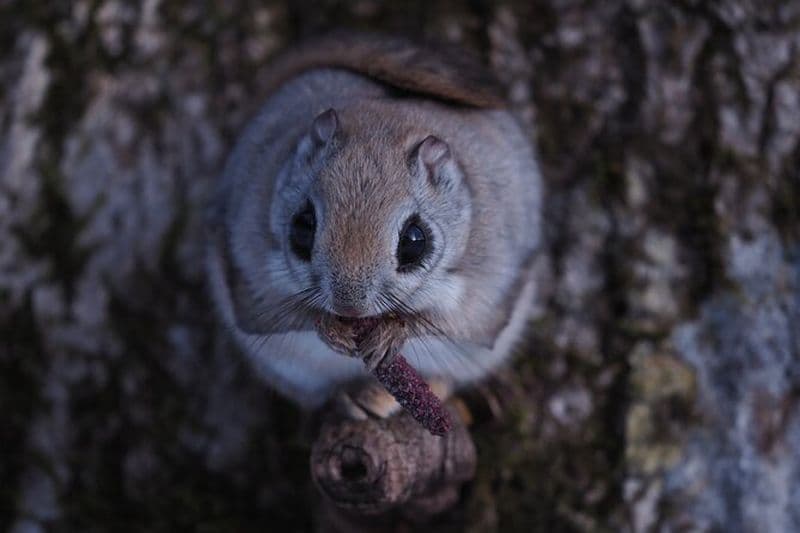 Excursion privée de photographie animalière à Hokkaido Flying Squirrels
