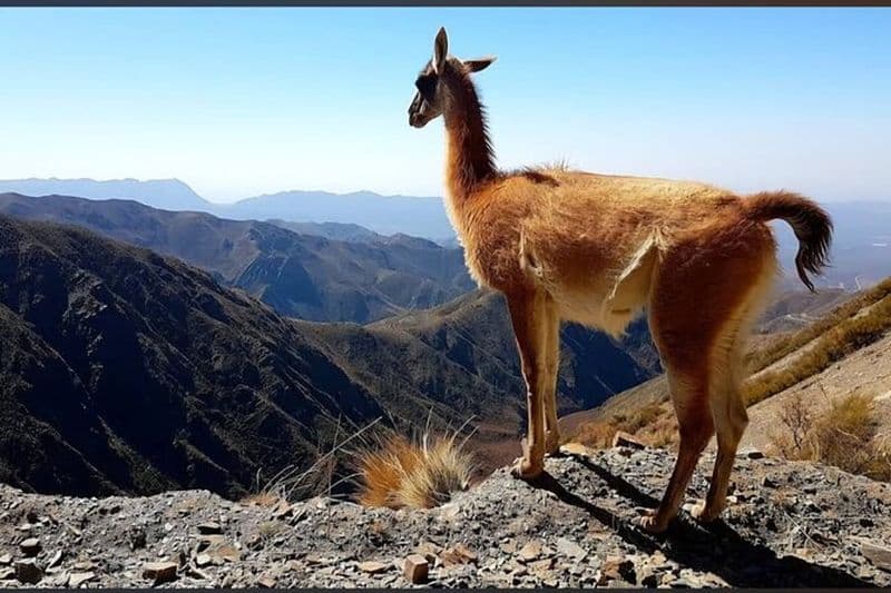 Visite en 4X4 de Villavicencio Puente del Inca