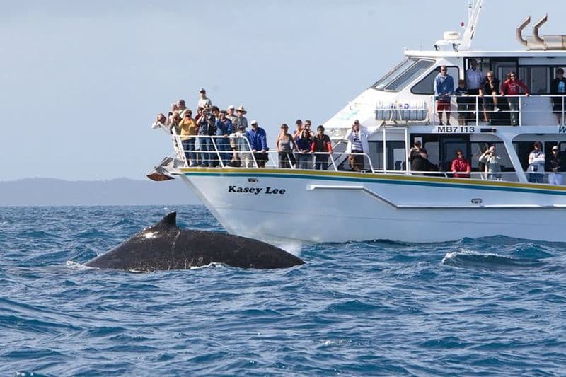 Visite d'observation des baleines à Phillip Island