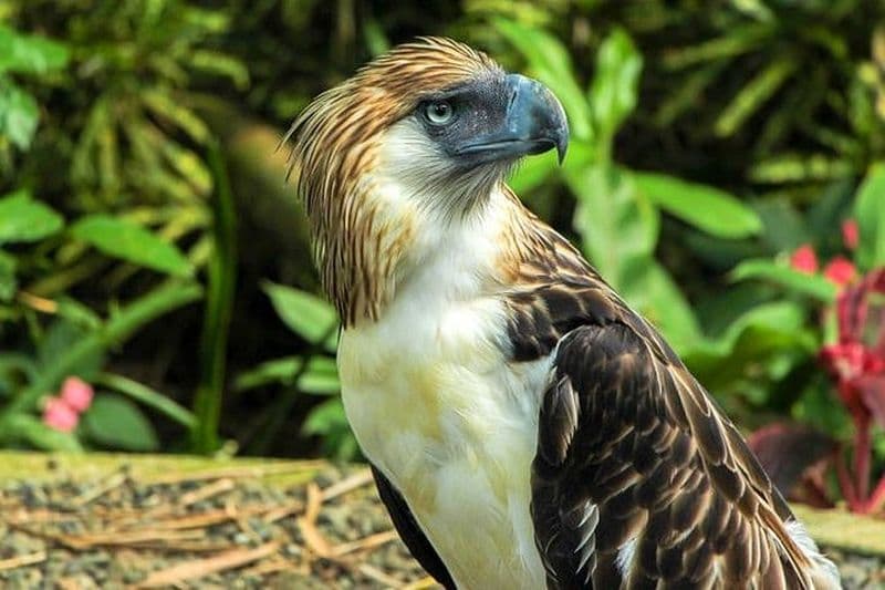 Philippine Eagle Center/Shopping