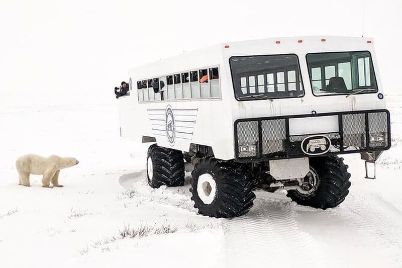 Ours polaires Churchill : Une expédition de faune subarctique