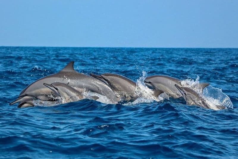 Expérience d'observation des dauphins à Trincomalee