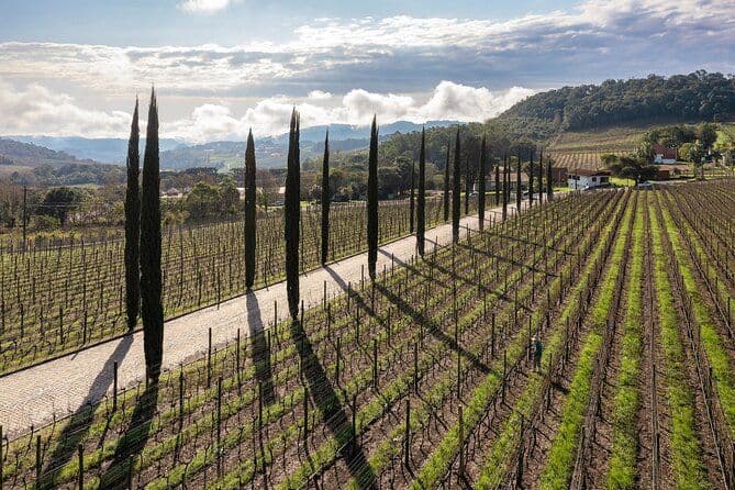 Visite privée d'une journée complète des vins de Vale dos Vinhedos au départ de Porto Alegre