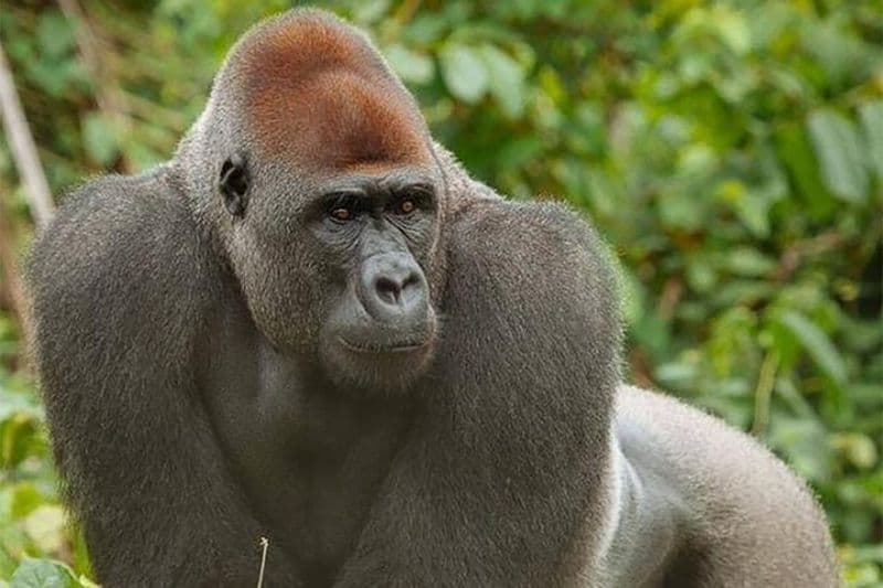 Visite du site d'Ebogo et du parc de la Méfou depuis Yaoundé