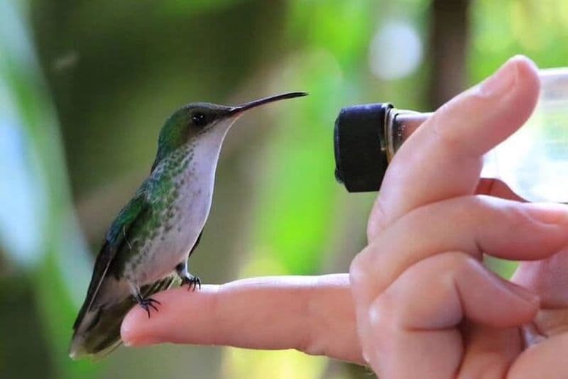 Points forts du sanctuaire d'oiseaux de Rocklands et de Montego Bay