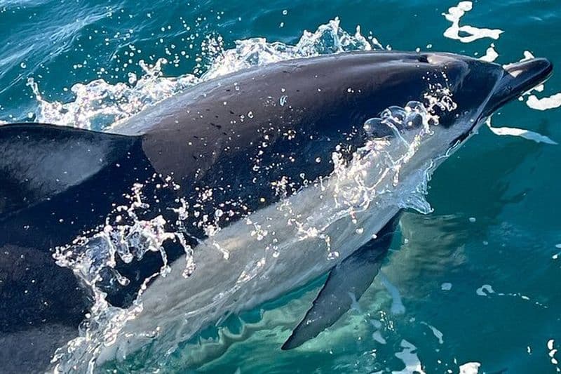 Sesimbra Observation des dauphins avec un biologiste dans le parc marin