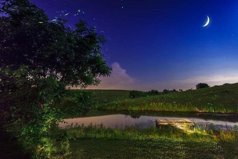 Croisière privée en soirée pour observer les lucioles depuis Bohol