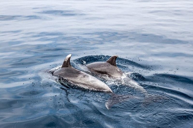 Excursion en bateau avec les dauphins à Benalmadena